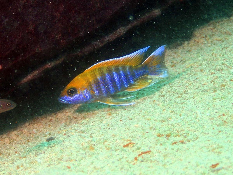 Aulonocara jacobfreibergi 'Mazinzi Reef'